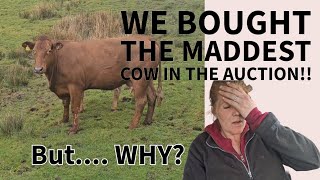 Why did we buy the CRAZY cow Bentham auction [upl. by Uyr]