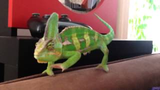 The routine of a Chameleon [upl. by Ajim]