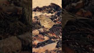 Pipit maritime  Anthus petrosus  ornithologie oiseaux ornithology birdwatching briding [upl. by Licec]