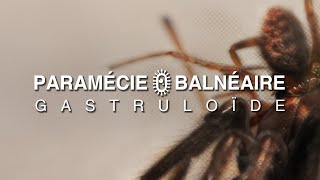 PARAMÉCIE BALNÉAIRE  GASTRULOÏDE  full album  2024 [upl. by Akcirederf]