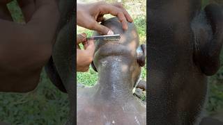 How to get rid dandruff razor head shaved 🪒 dandruffheadshave razorheadshave antidandruff [upl. by Mussman38]