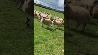 How Single Dogs Can Herd Giant Groups of Sheep shorts [upl. by Ahsiekar951]