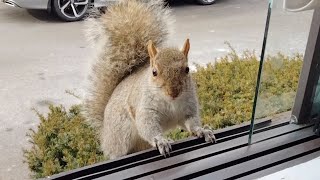 Quality time with a special squirrel friend [upl. by Rubetta]