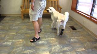 Jack the Labradoodle with Hock Brace for Achilles Tendon Injury [upl. by Suiradel664]