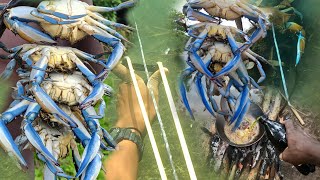 FIRST JAMAICAN TO HUNT UNDER WATER WITH SLINGSHOT SPEARFISHING FOR BLUE CRABS 🦀 AND TILAPIA [upl. by Ritchie]