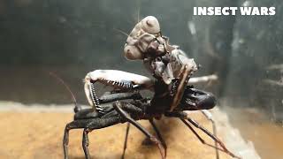 Vinegaroon vs Praying Mantis in the Ultimate Battle [upl. by Harmonia]