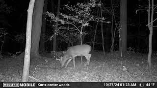 Bucks hitting scrapes in southeast PA [upl. by Wrand281]