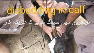 disbudding in calf  dehorning in calves  dehorner بچھڑوں میں سینگ سارنا nerve block Dr Haroon [upl. by Raynold]