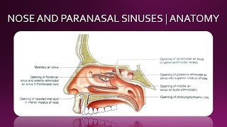 NOSE AND PARANASAL SINUSES  ANATOMY  SIMPLIFIED [upl. by Anjanette]