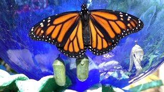 Monarch Butterfly Transforms FYV [upl. by Aitrop335]