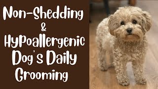 NonShedding Puppies amp Dogs Daily Grooming Routine [upl. by Akeber988]