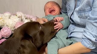 Cutest Labrador Thinks Baby is His Puppy [upl. by Adnirolc]