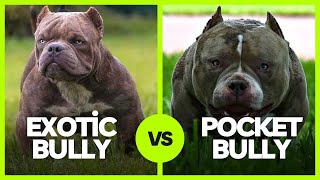 Exotic Bully vs Pocket Bully What’s The Difference [upl. by Dviad]