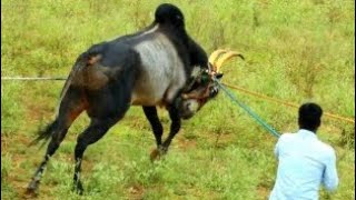 Powerful and Aggressive Haveri Annadata bull pulling hori habba jallikattu [upl. by Oesile]