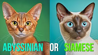 Which Cat is the Purrfect Match for You Abyssinian or Siamese [upl. by Eibloc]