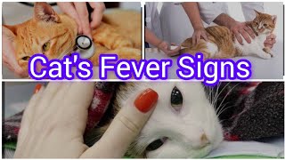 How to check cats body temperature without thermometer  Cats fever signs  Persian cat care [upl. by Veator]