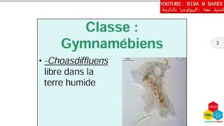 Cours Faunistique  Classification des protozoaires [upl. by Elokkin]