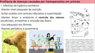 Aula Parasitologia  Hemoparasitoses em animais [upl. by Hagi]