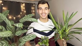 ASMR FR  Mes plantes [upl. by Sager]