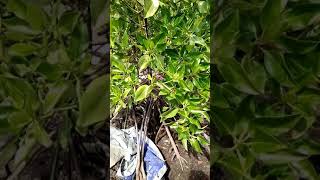 Part 14 Mangrove Rhizophora Apiculata amp Mucronata [upl. by Hennessy]