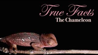 True Facts About The Chameleon [upl. by Eceerahs950]