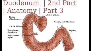 Duodenum  2nd Part  Anatomy  Part 3 [upl. by Noillid]