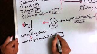 ADH or Vasopressin effect antidiuretic hormone [upl. by Laird]