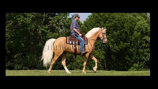 Golden Palomino Missouri Foxtrotter Gaited Tral Gelding For Sale [upl. by Yanej57]