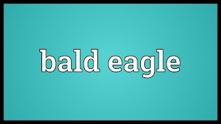 Bald eagle Meaning [upl. by Argile]