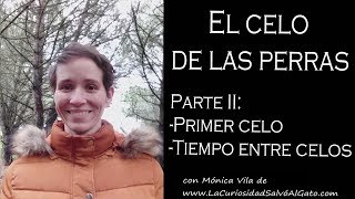 El celo de las perras Parte 2 Edad del primer celo y tiempo entre celos [upl. by Pry]