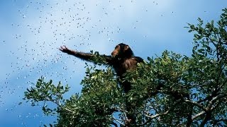 Gombe National Park  video by Tanzania National Park [upl. by Tullus]