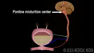 Micturition Reflex  Neural Control of Urination Animation Video [upl. by Staffard]