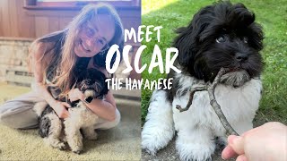 Meet Oscar the Havanese [upl. by Nuri]