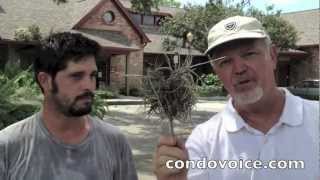 How to clean and identify moss and trim oak trees [upl. by Judah]