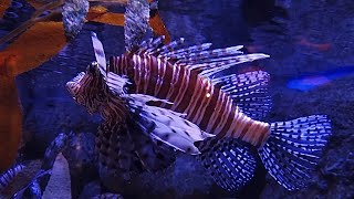 Red lionfish Pterois volitans [upl. by Enelrak]