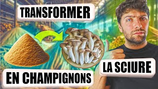 🍄 Comment CULTIVER des CHAMPIGNONS sur de la SCIURE [upl. by Brag]