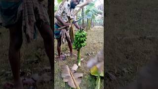 Banana harvest time ep 114 trending banana sports [upl. by Filahk]