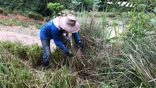 HowTo  Pruning Vetiver Grass at Yantza Farm [upl. by Itoc363]