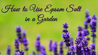 How to Use Epsom Salt in a Garden [upl. by Volnay]