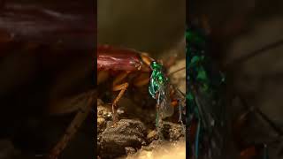 Zombie Cockroach  Zombie Animals  Real Life Zombie Animals  Things Around animals zombieshorts [upl. by Aset]