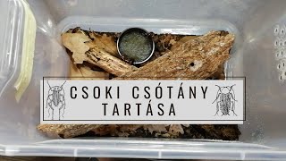 Csoki csótány Blatta lateralis tartása  CSÓTÁNYTARTÁS 1 [upl. by Anniram]