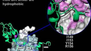 Apoptosis inhibitors of Caspase3 Rate My Science [upl. by Hardy]