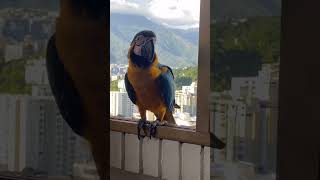 Wild and Free Macaw like viralvideo subscribe wildlife foryou shorts [upl. by Nonarb89]