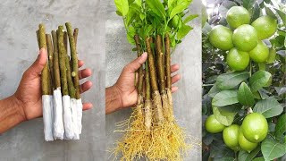 How to propagate lemon tree from cuttings with tissue paper  With 100 success [upl. by Petite]