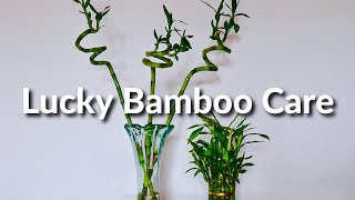 A Houseplant That Grows In Water Lucky Bamboo Care Tips  Joy Us Garden [upl. by Ziegler]