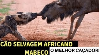 CÃO SELVAGEM AFRICANO MABECO O MELHOR CAÇADOR [upl. by Annahavas642]