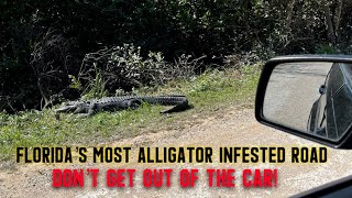 Florida’s Most Alligator Infested Road  Everglades Roadside Attractions amp Skunk Ape Headquarters [upl. by Ahtrim]