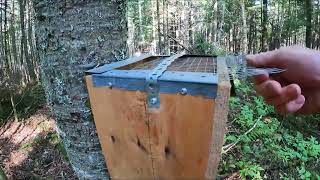 Mushers Tails Marten Trap Line Prep [upl. by Maharg669]