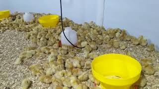 Recepción de gallinas ponedoras bbs en avícola los Andes [upl. by Zetnauq]