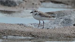 White Faced Plover at Marina East Drive Nov 18 2024 [upl. by Enybor]